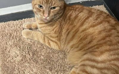 ATH Varð fyrir bíl !! Tímon er týndur- 109 Reykjavík