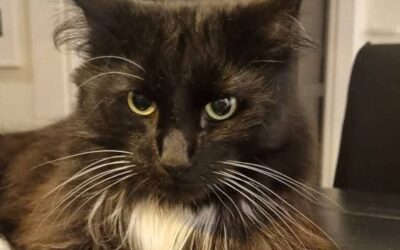 Masi er týndur-109 Reykjavík