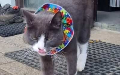 Tommi er týndur- Hveragerði