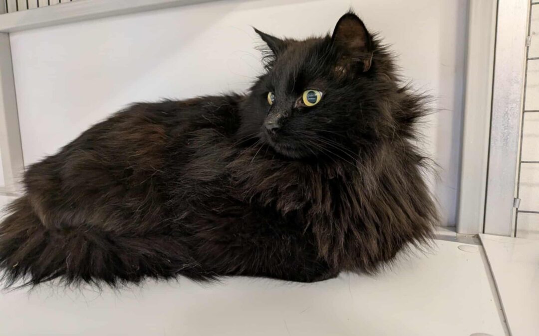 Fundinn köttur- 300 Akranes