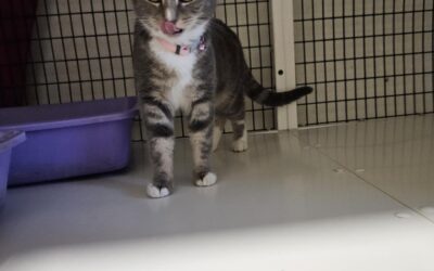 Fundinn köttur- 220 Hafnarfjörður