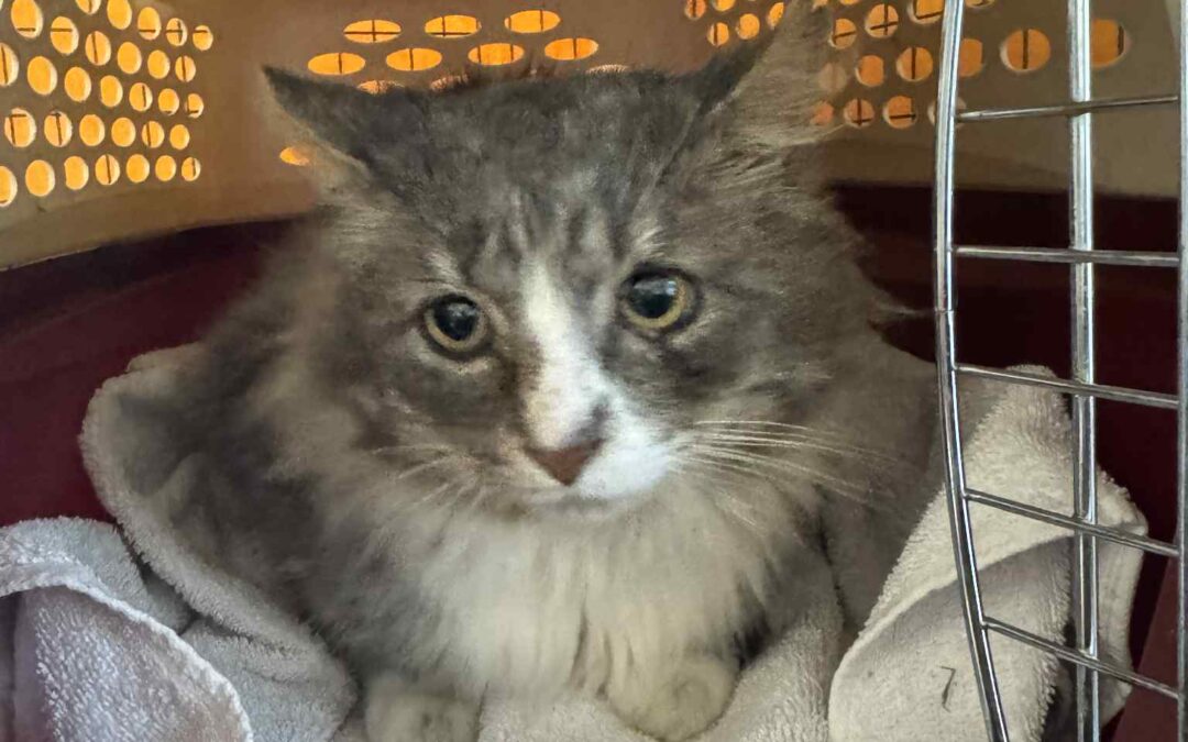 Fundinn köttur- 190 Vogar