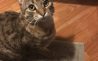 Kubbi er týndur- 210 Garðabær