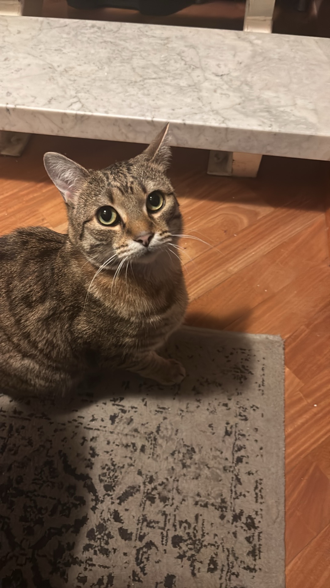 Mynd af kisu: IMG_0256