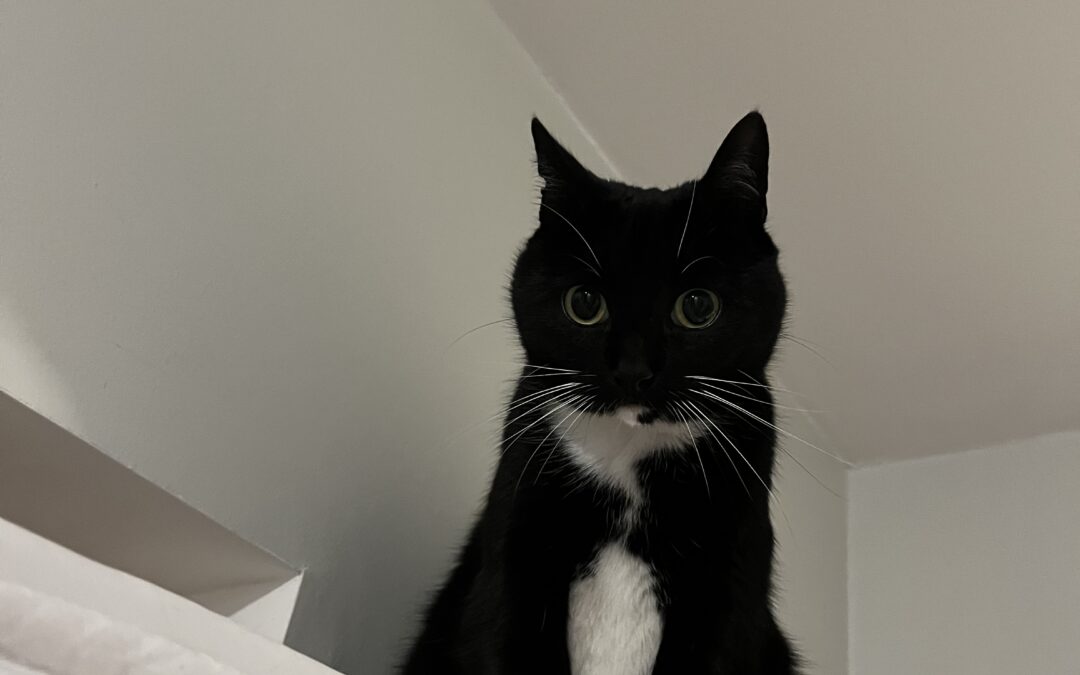 Sprite er týnd-200 Kópavogur