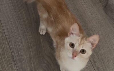 Gin er týnd- 221 Hafnarfjörður.