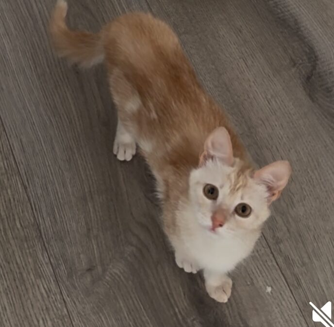 Gin er týnd- 221 Hafnarfjörður.