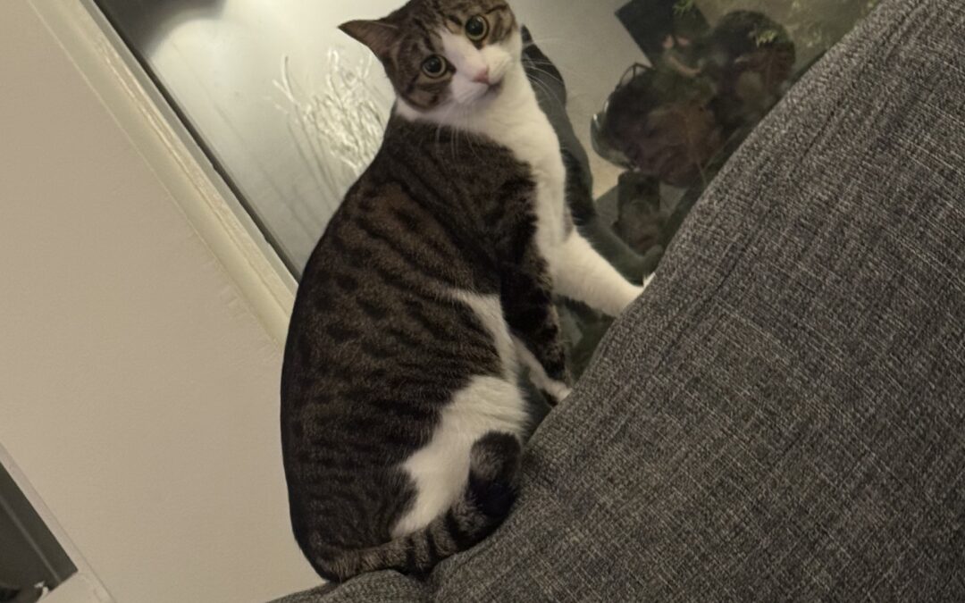 Nanna er týnd- 270 Mosfellsbær