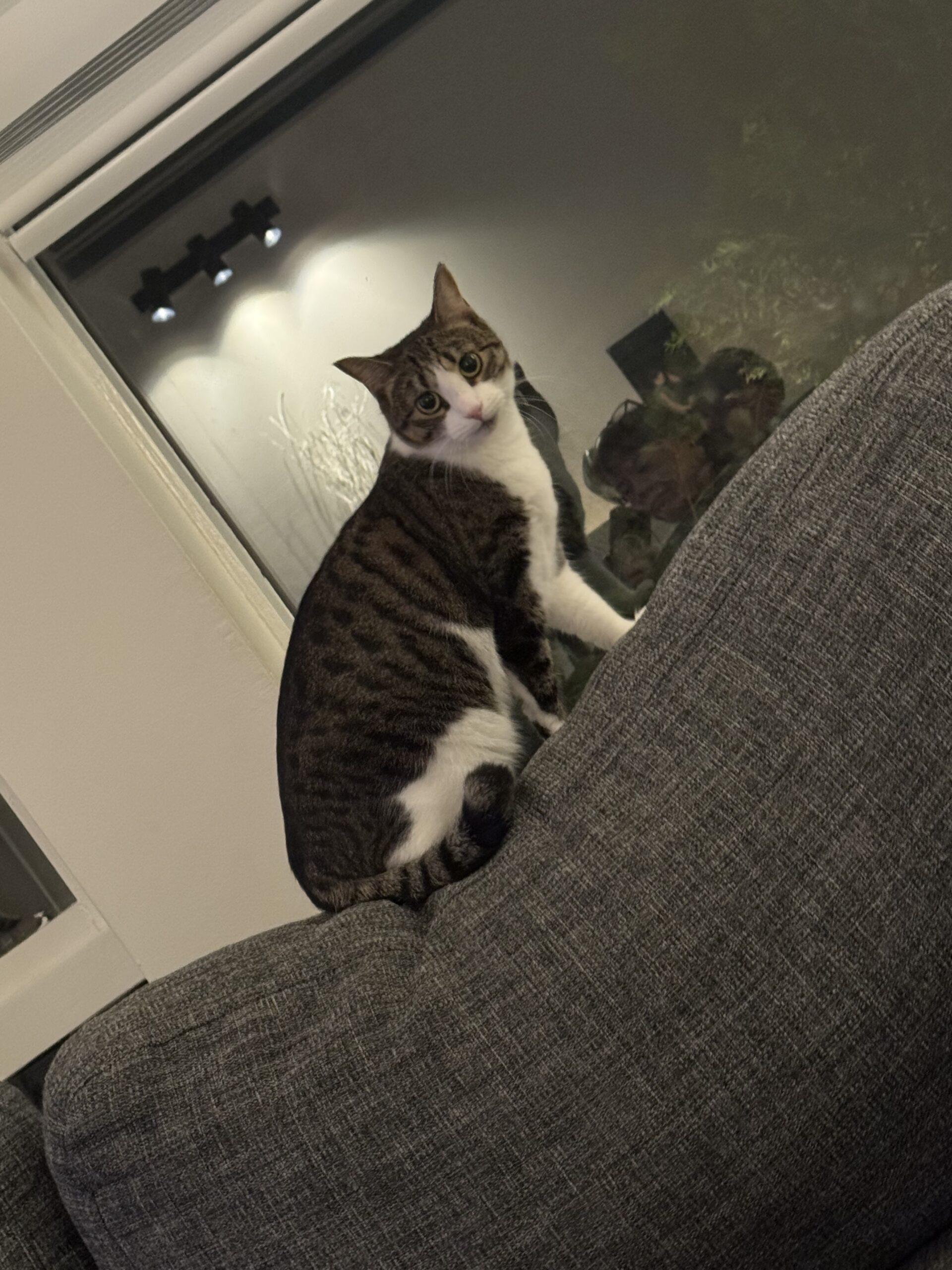 Mynd af kisu: IMG_3060