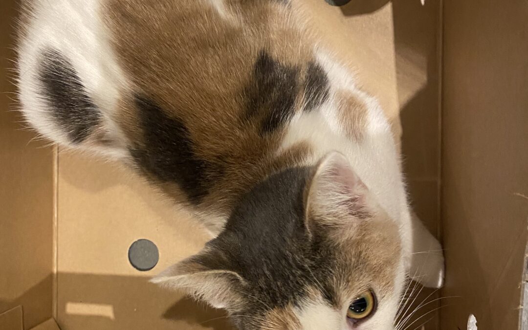 Lucy er týnd- 270 Mosfellsbær