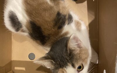 Lucy er týnd- 270 Mosfellsbær