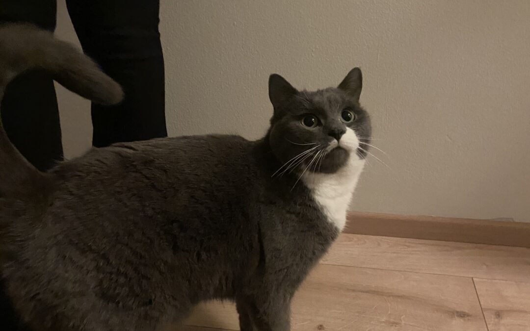 Gústav er týd- 105 Reykjavík