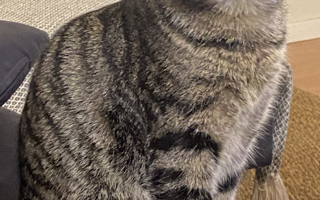 Bangsi er týndur- 112 Reykjavík