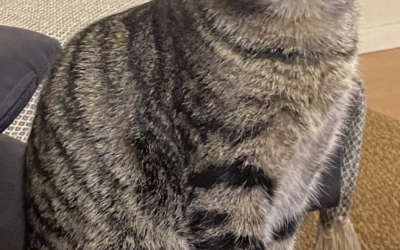 Bangsi er týndur- 112 Reykjavík