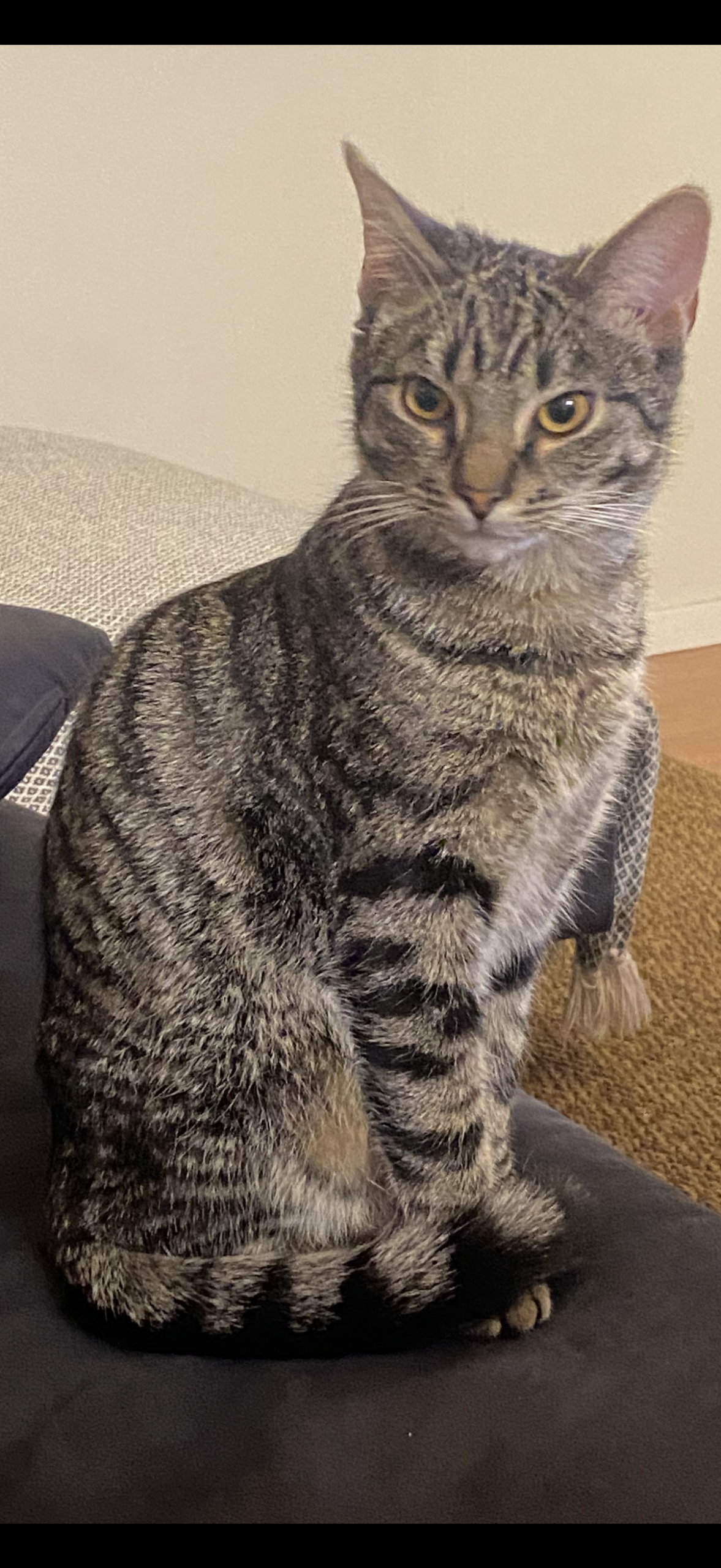 Mynd af kisu: IMG_8437