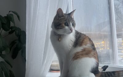 Venus er týnd- 201 Kópavogur