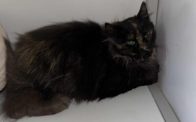 Fundinn köttur-276 Kjós