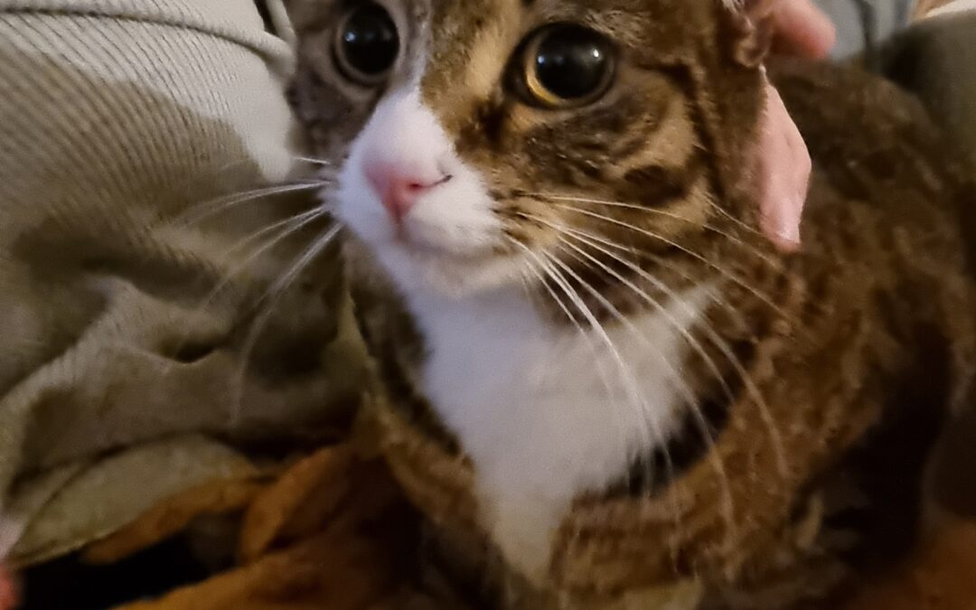 Fundinn köttur – Kópavogur