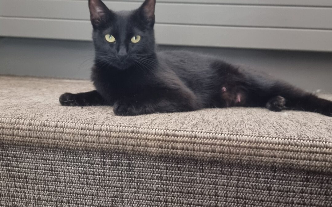 Alllen er týnd- 270 Mosfellsbær