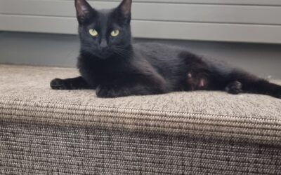 Alllen er týnd- 270 Mosfellsbær