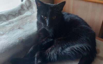 Haraldur er týndur-200 Kópavogur