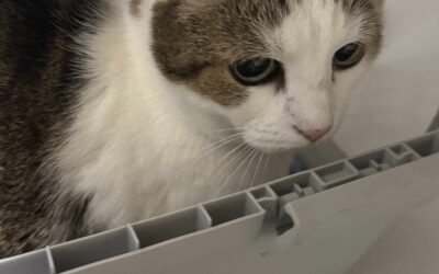 Fundinn köttur – 104 Reykjavík