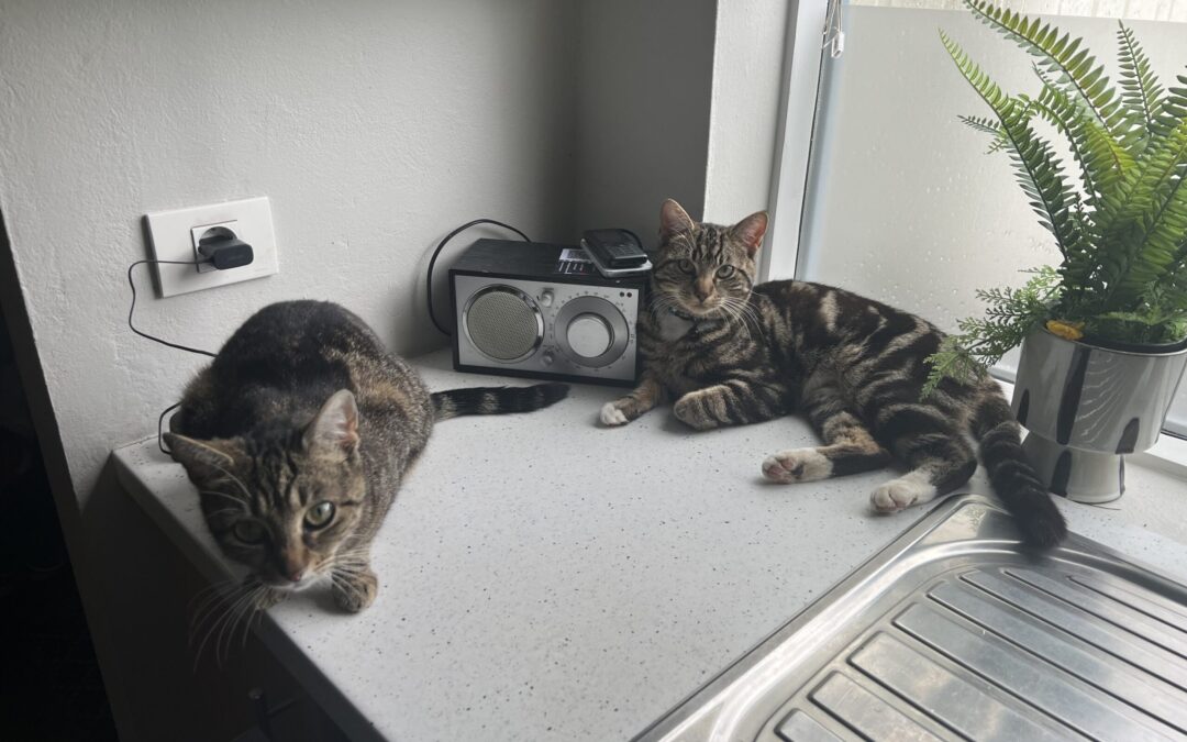 Sjarmur er týndur- 108 Reykjavík