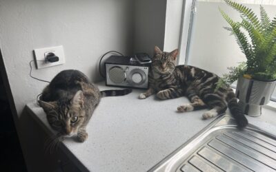 Sjarmur er týndur- 108 Reykjavík