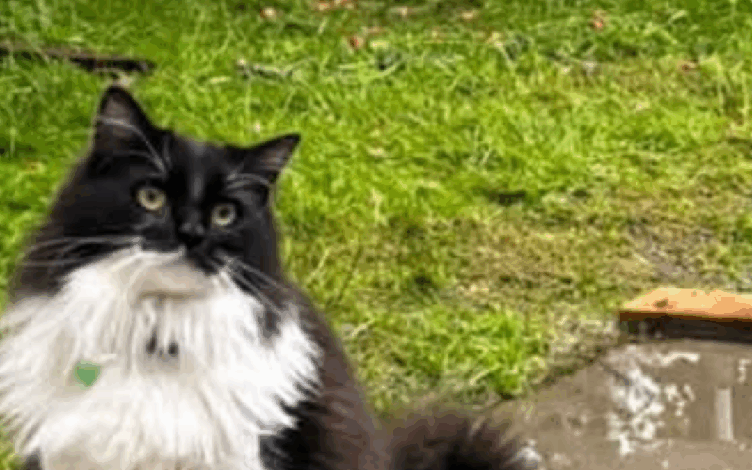 Ottó er týndur-101 Reykjavík