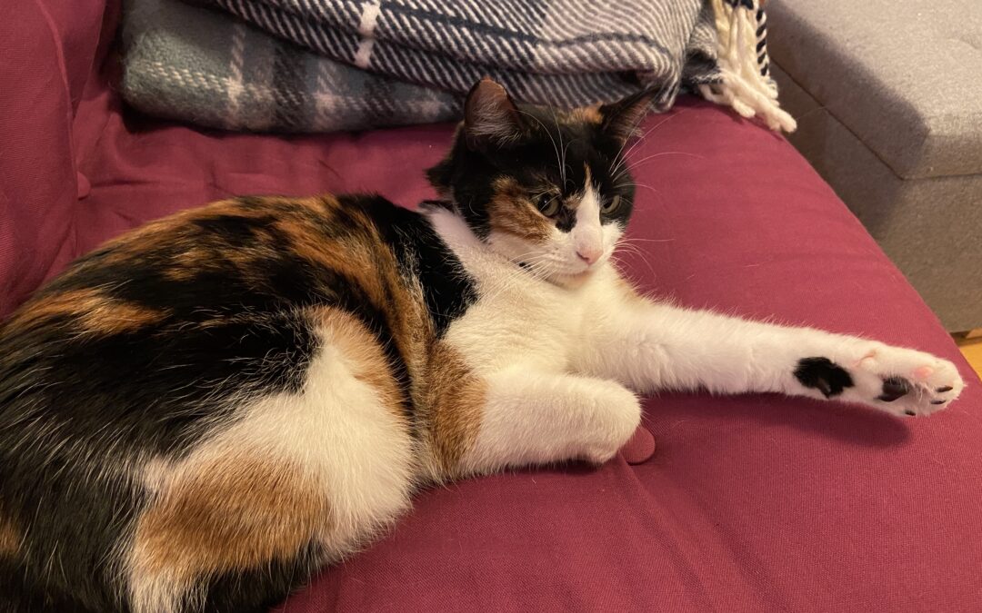 Loppa er týnd- 101 Reykjavík