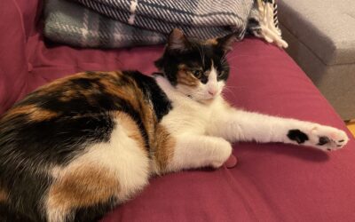 Loppa er týnd- 101 Reykjavík