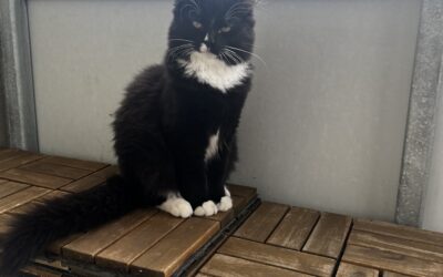 Sölli er týndur- 170 Seltjarnanes