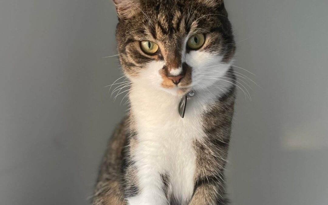 Stormur er týndur- 110 Reykjavík