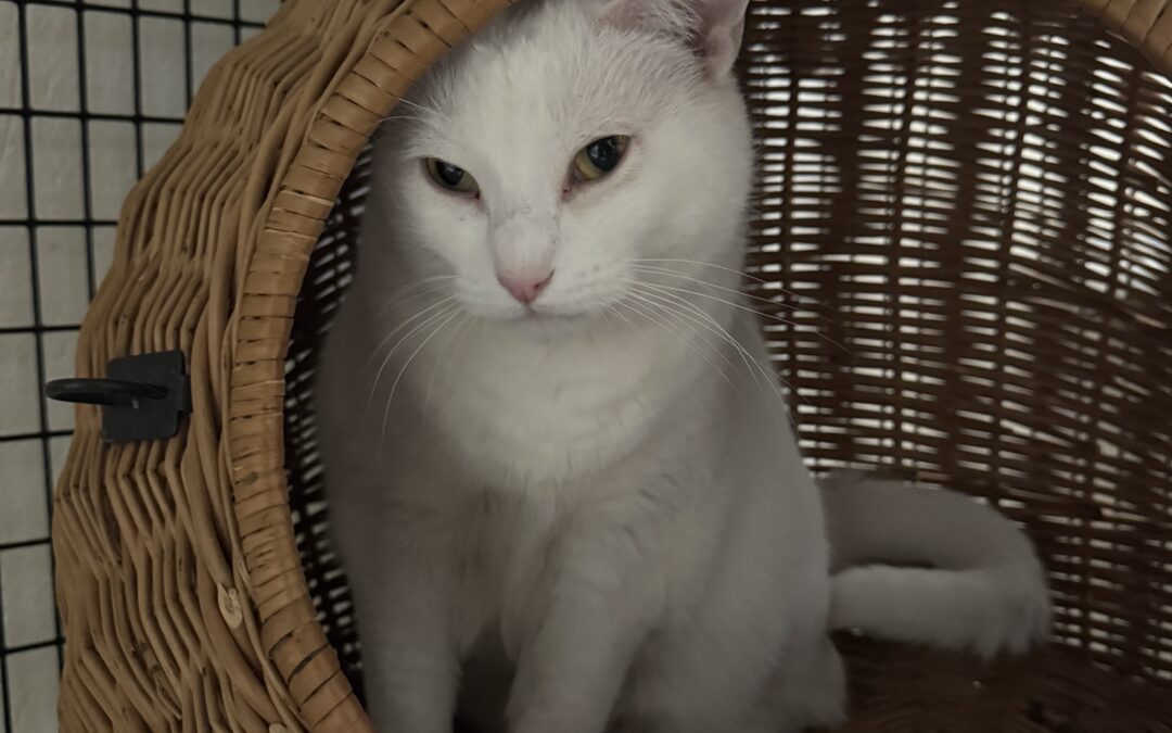 Dúskur – Inniköttur