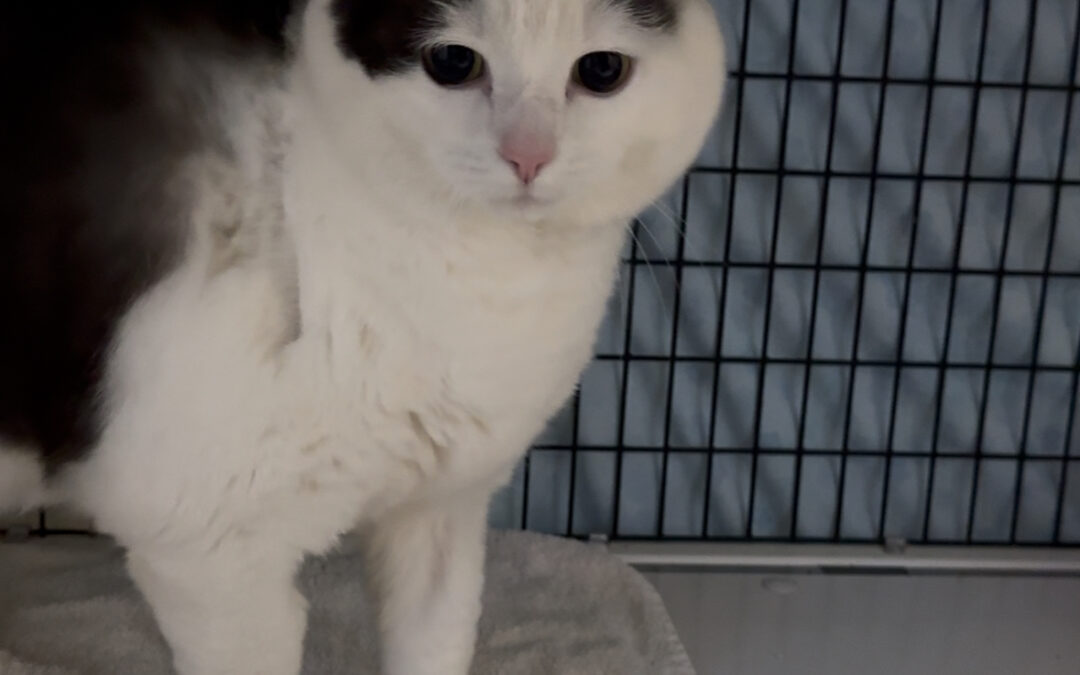 Freyja – Inniköttur