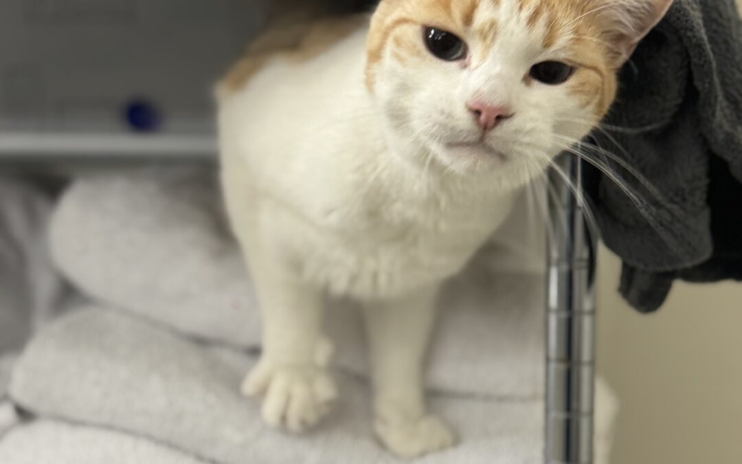 Leó og Brandó – Útikettir