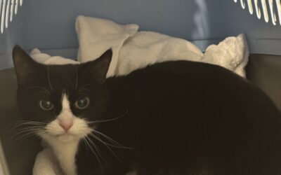 Elsa 3 ára- Útiköttur