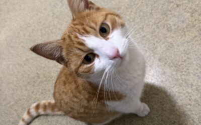 Emil 2 ára – Útiköttur