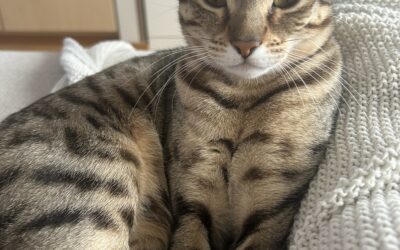 Mía er týnd- 104 Reykjavík