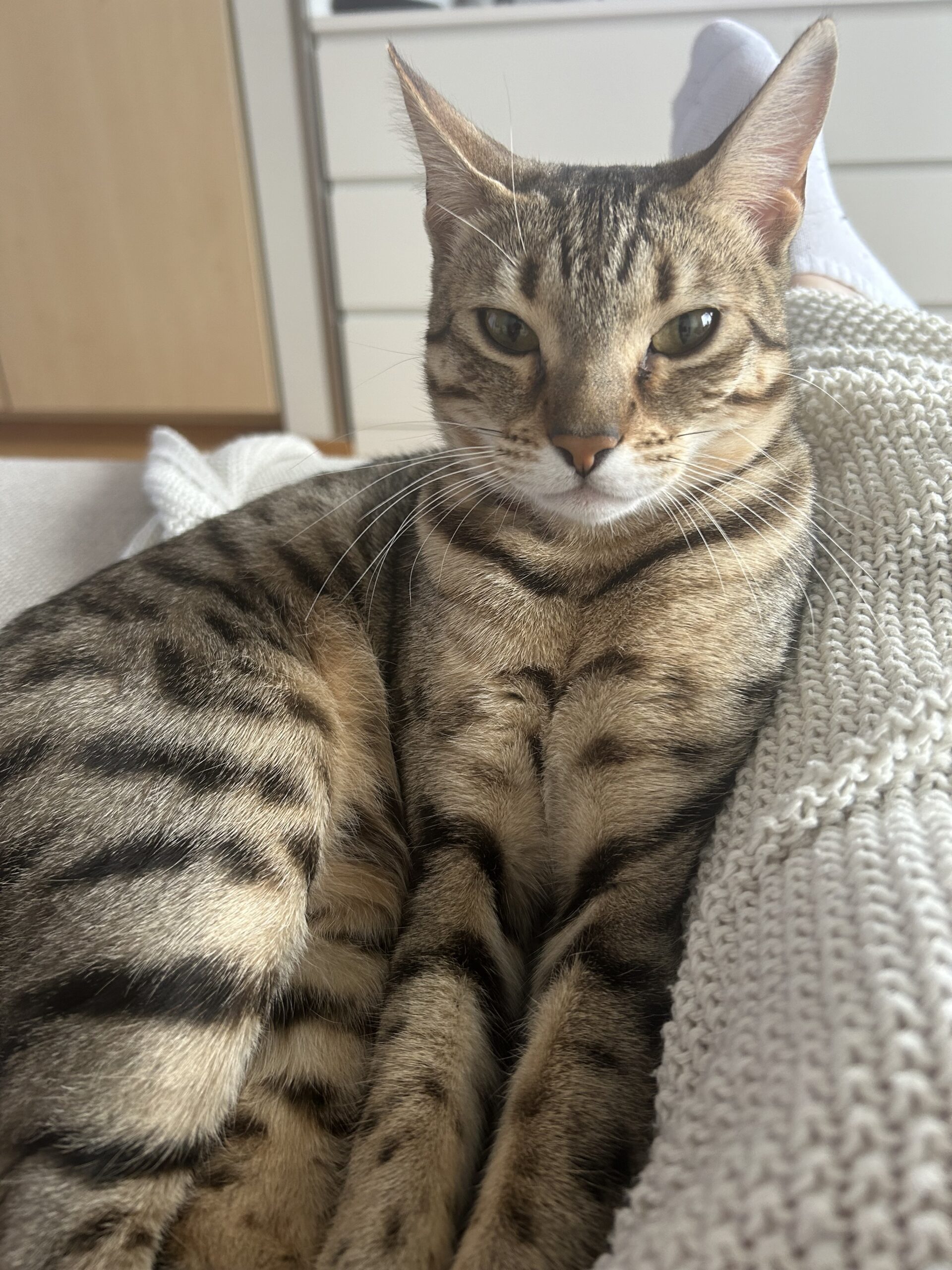 Mynd af kisu: IMG_8988