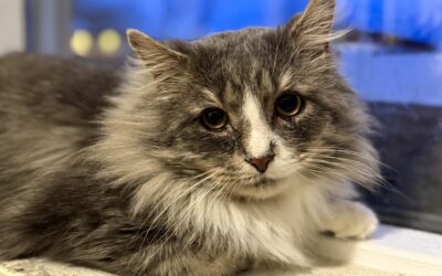 Kappi 7 ára – Útiköttur