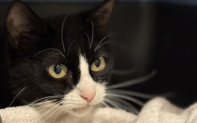 Elsa 3 ára – Útiköttur