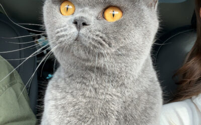 Anakin er týnd- 107 Reykjavík