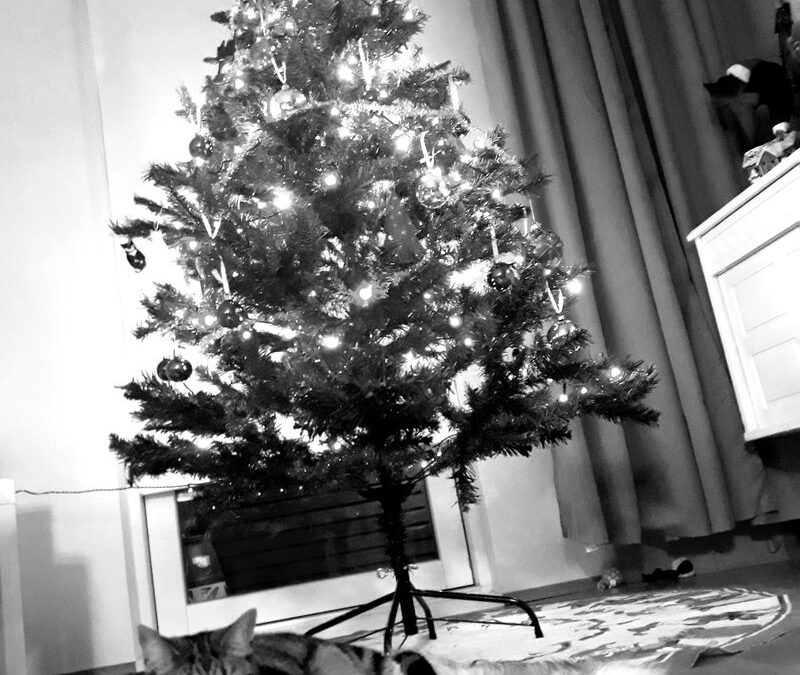 Opnunartímar hjá Kattholti yfir hátíðarnar.