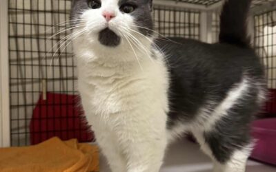 Súsú 3 ára – Útiköttur