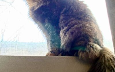 Tosca er týnd- 104 Reykjavík