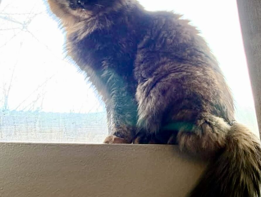 Tosca er týnd- 104 Reykjavík