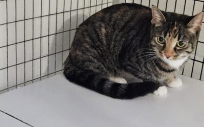 Fundinn köttur- 221 Hafnarfjörður