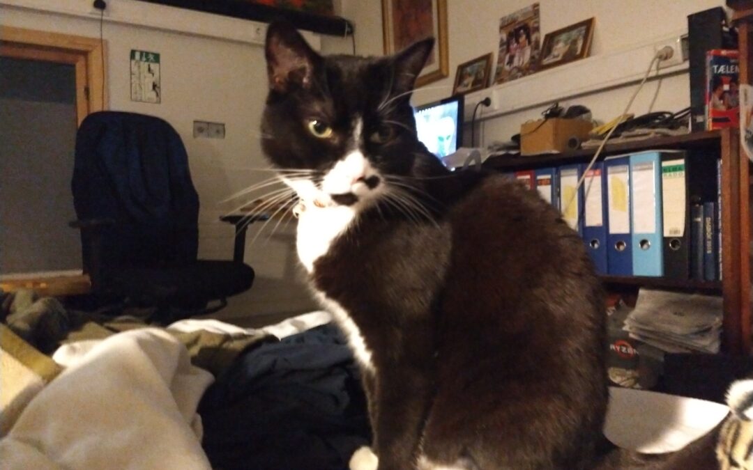 Snúlla er týnd-Esjumelar