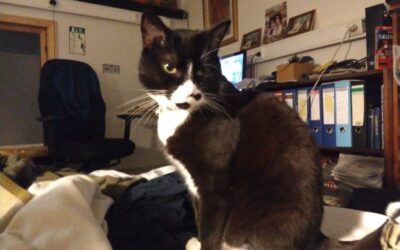 Snúlla er týnd-Esjumelar